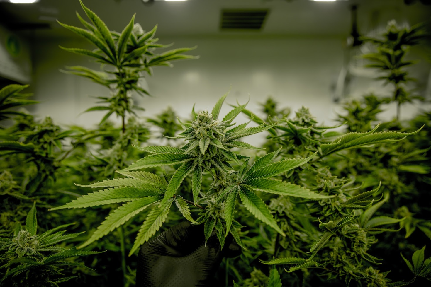 The Art Of Small Batch Craft Cultivation