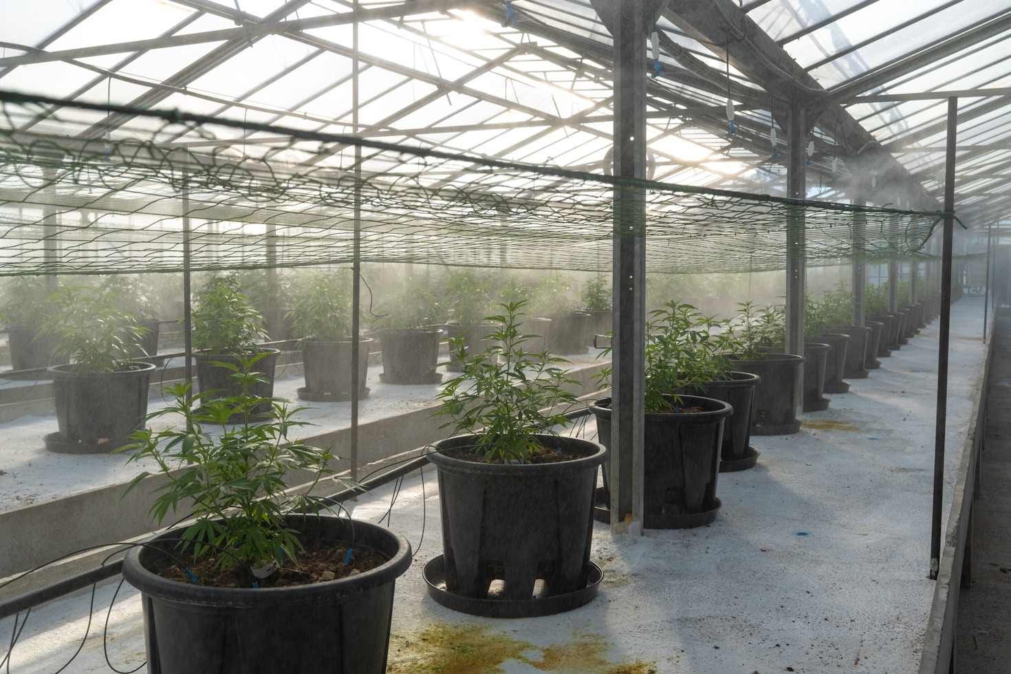 Choosing Between Indica And Sativa Strains Today
