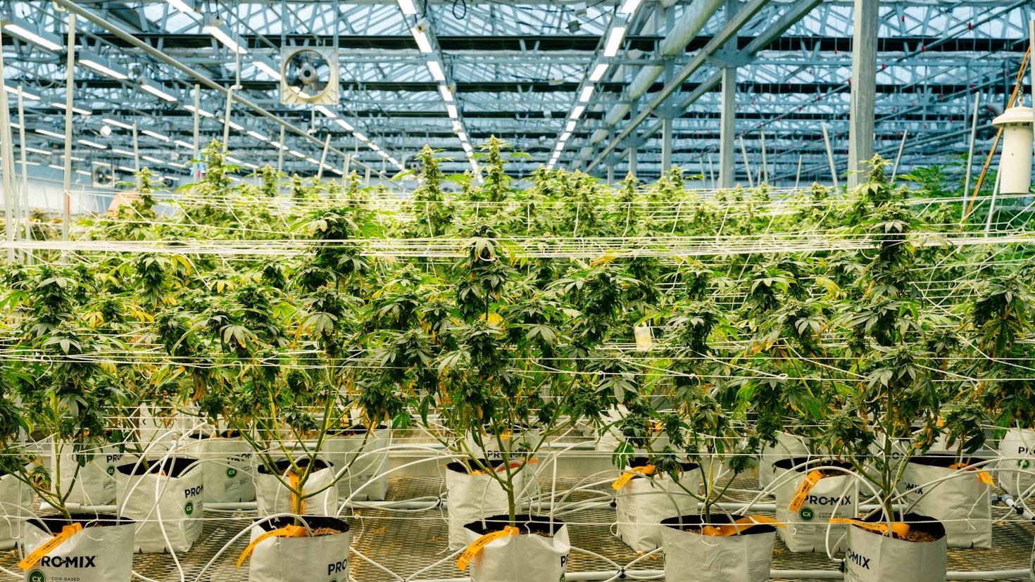 Inside Our Canadian Greenhouse Growth Methods