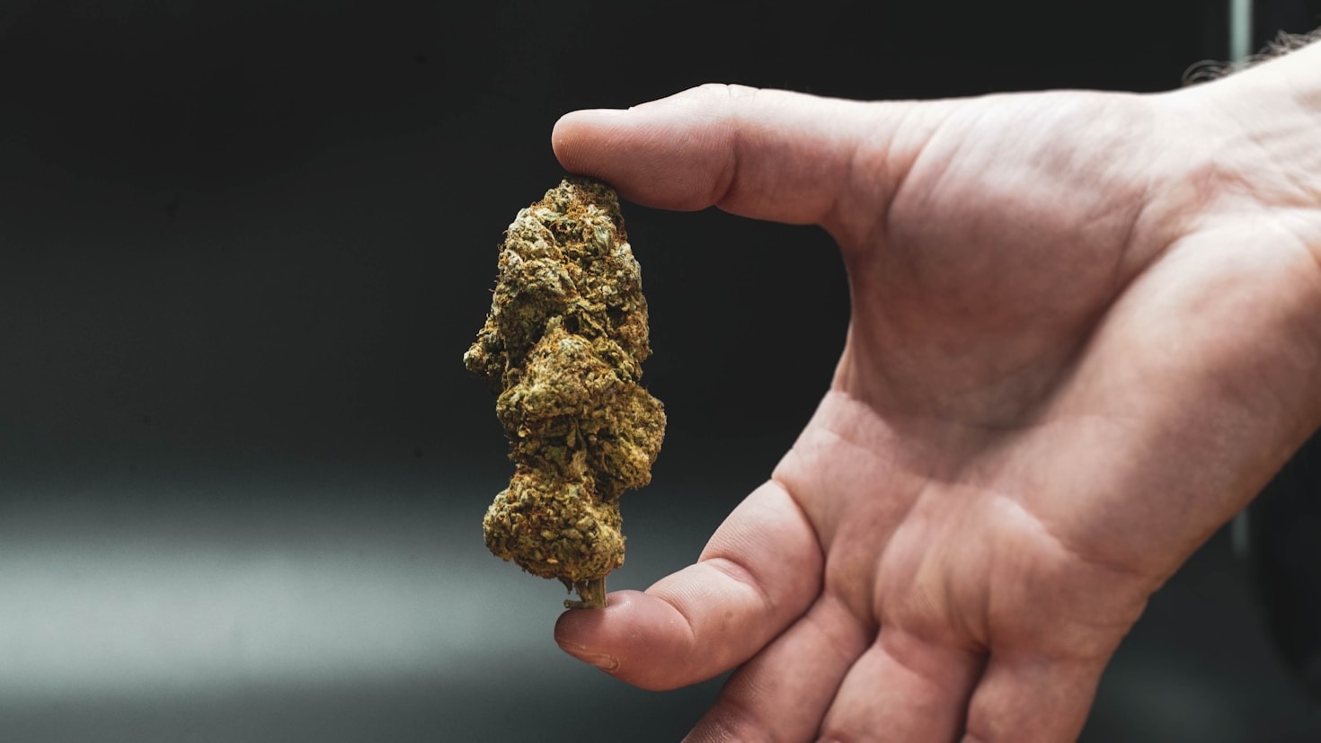 Understanding Terpene Profiles In Premium Flower